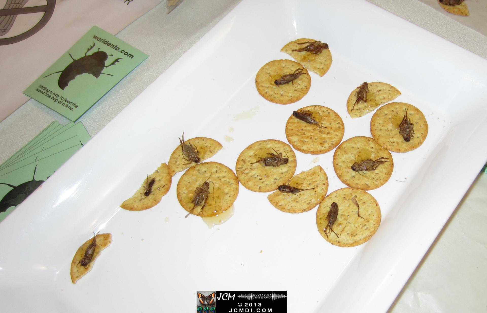 LANHM Bug Fair 2013 bugs on a cracker